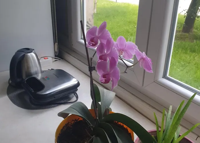 Apartman Oli