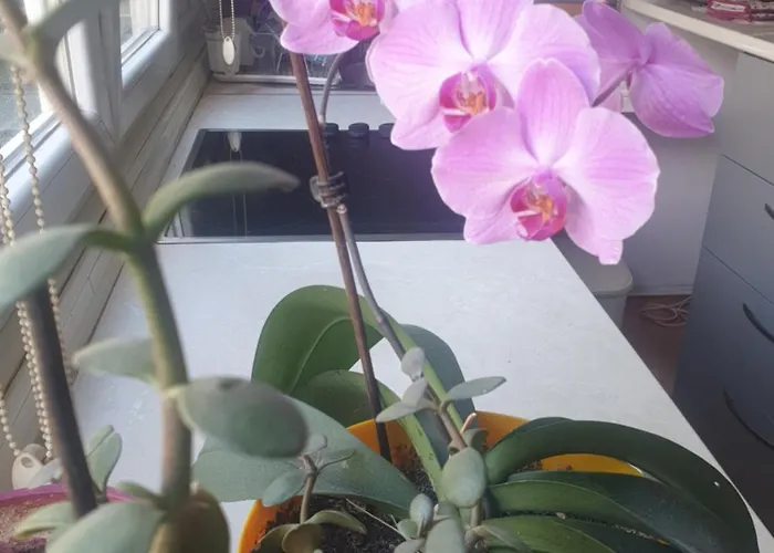 Apartman Oli